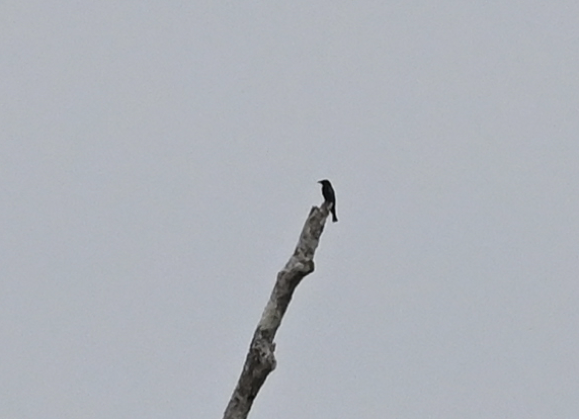 Short-tailed Drongo - ML650115283