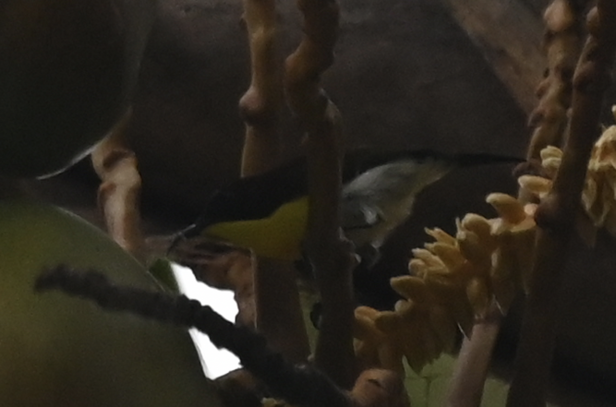 Handsome Sunbird - ML650115300