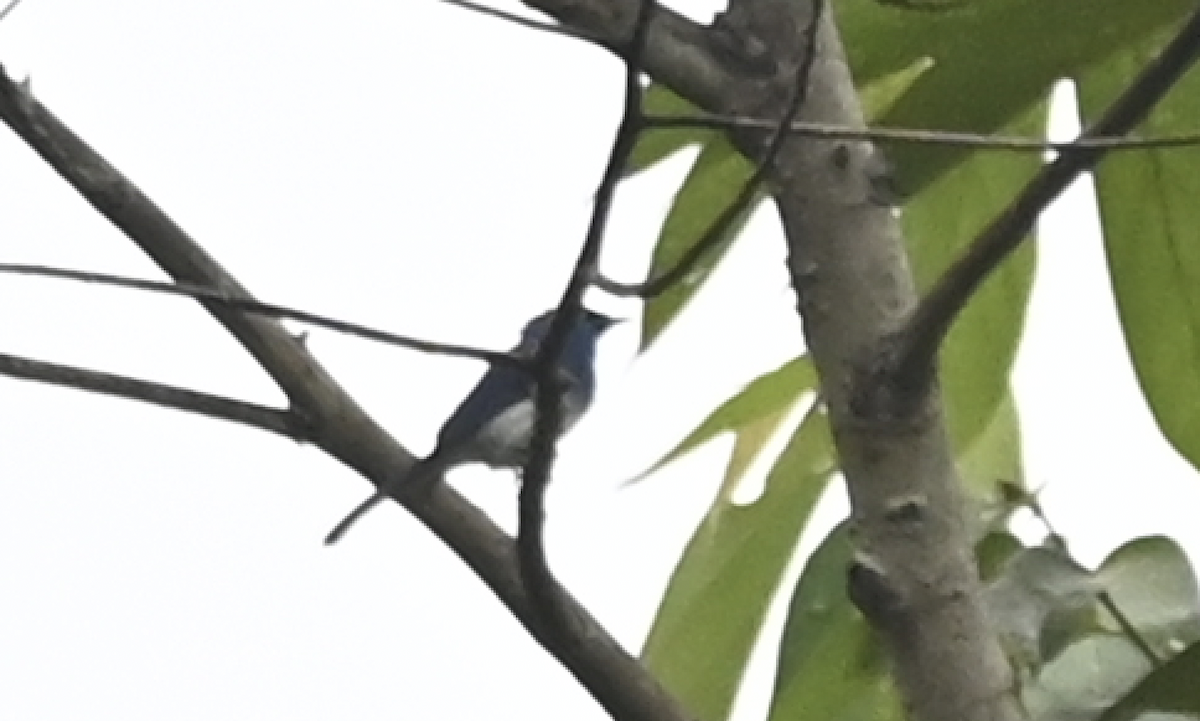 Short-crested Monarch - ML650115369