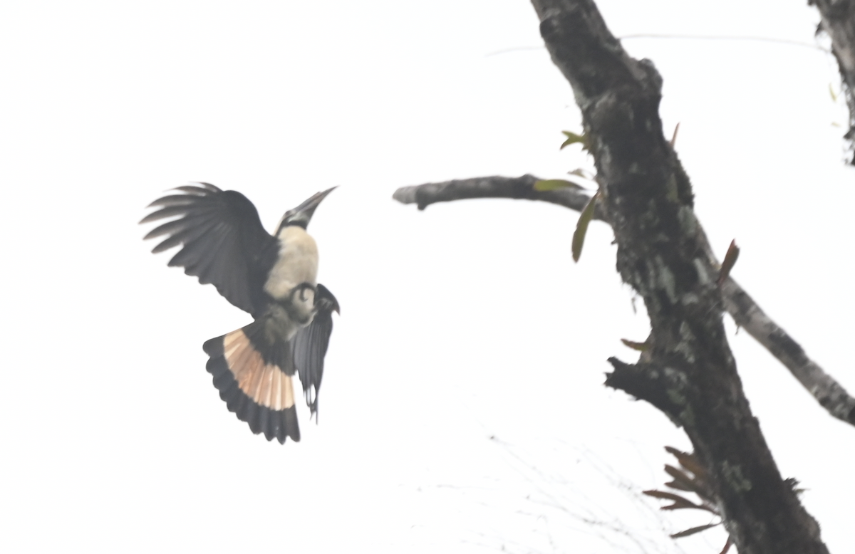 Mindanao Hornbill - ML650115412