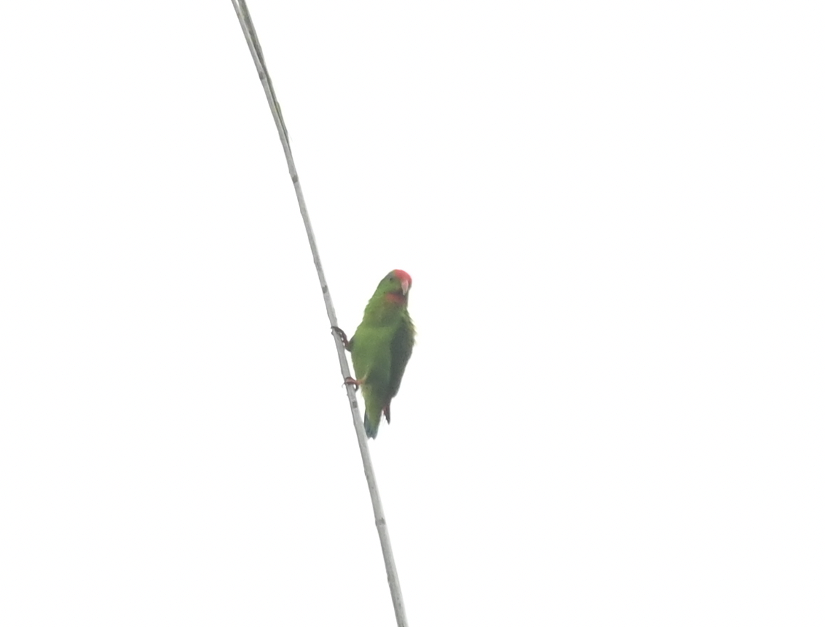 Philippine Hanging-Parrot - ML650115436