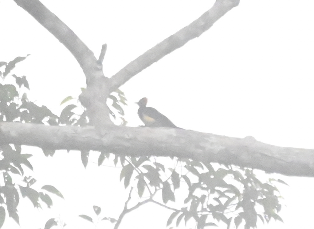 White-bellied Woodpecker - ML650115472