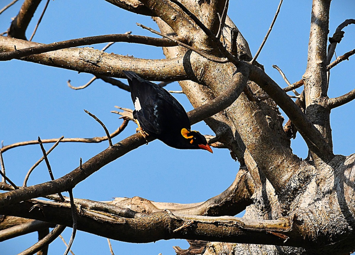 Southern Hill Myna - ML650115515