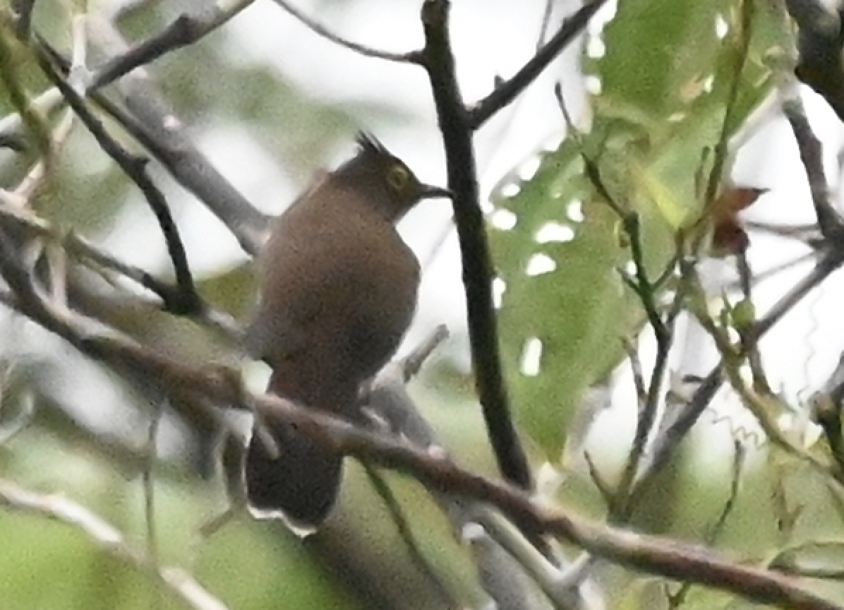 Yellow-wattled Bulbul - ML650115532
