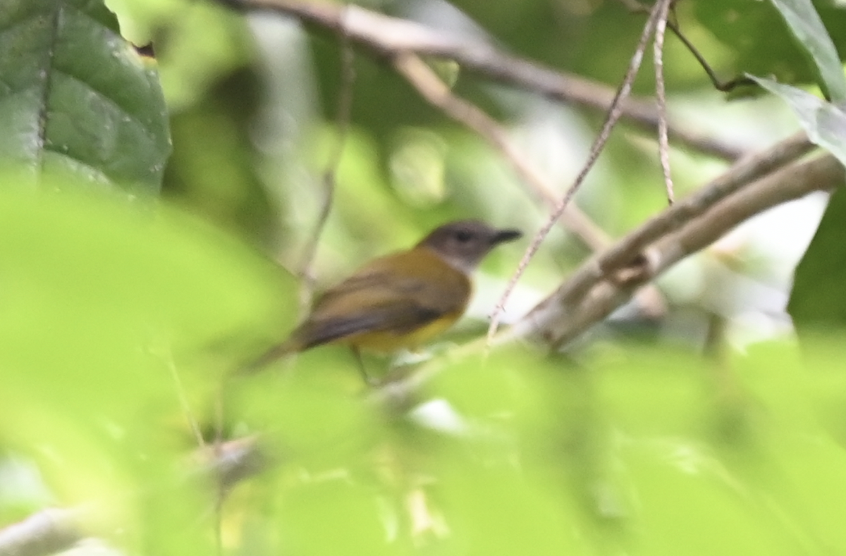 Yellow-bellied Whistler - ML650115699