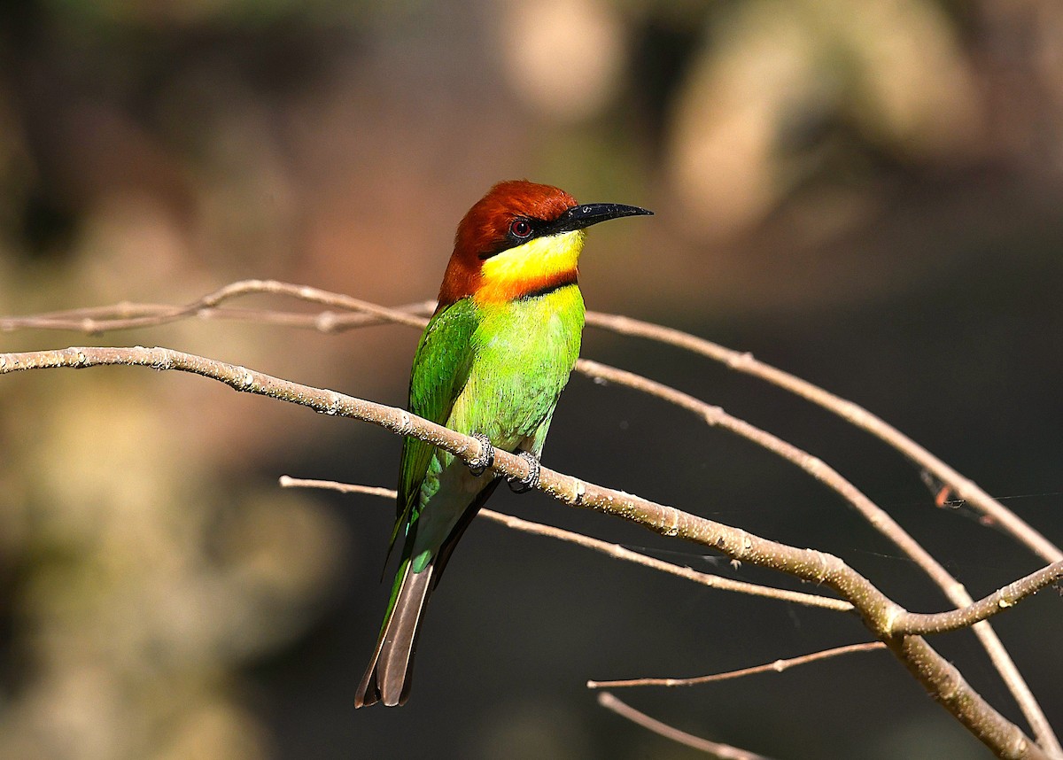 Chestnut-headed Bee-eater - ML650115784