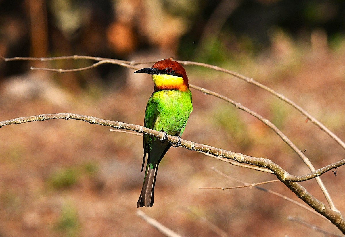Chestnut-headed Bee-eater - ML650115829