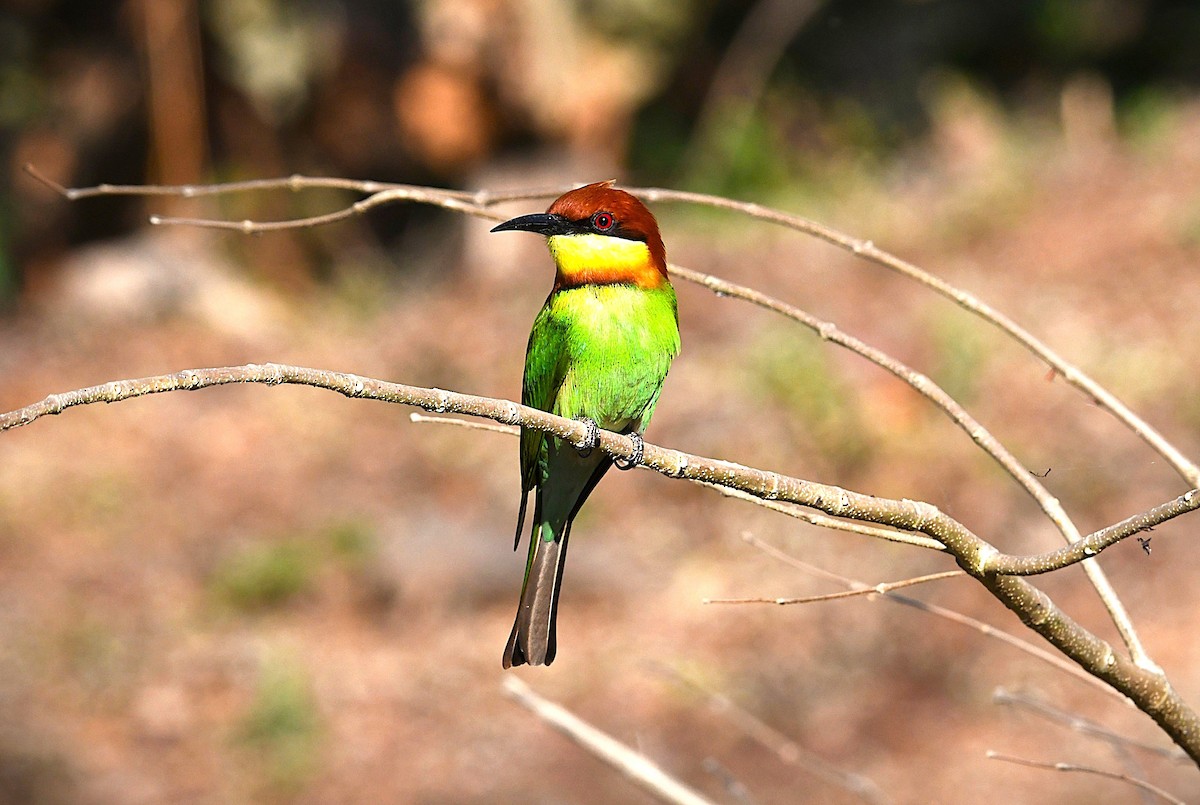 Chestnut-headed Bee-eater - ML650115834