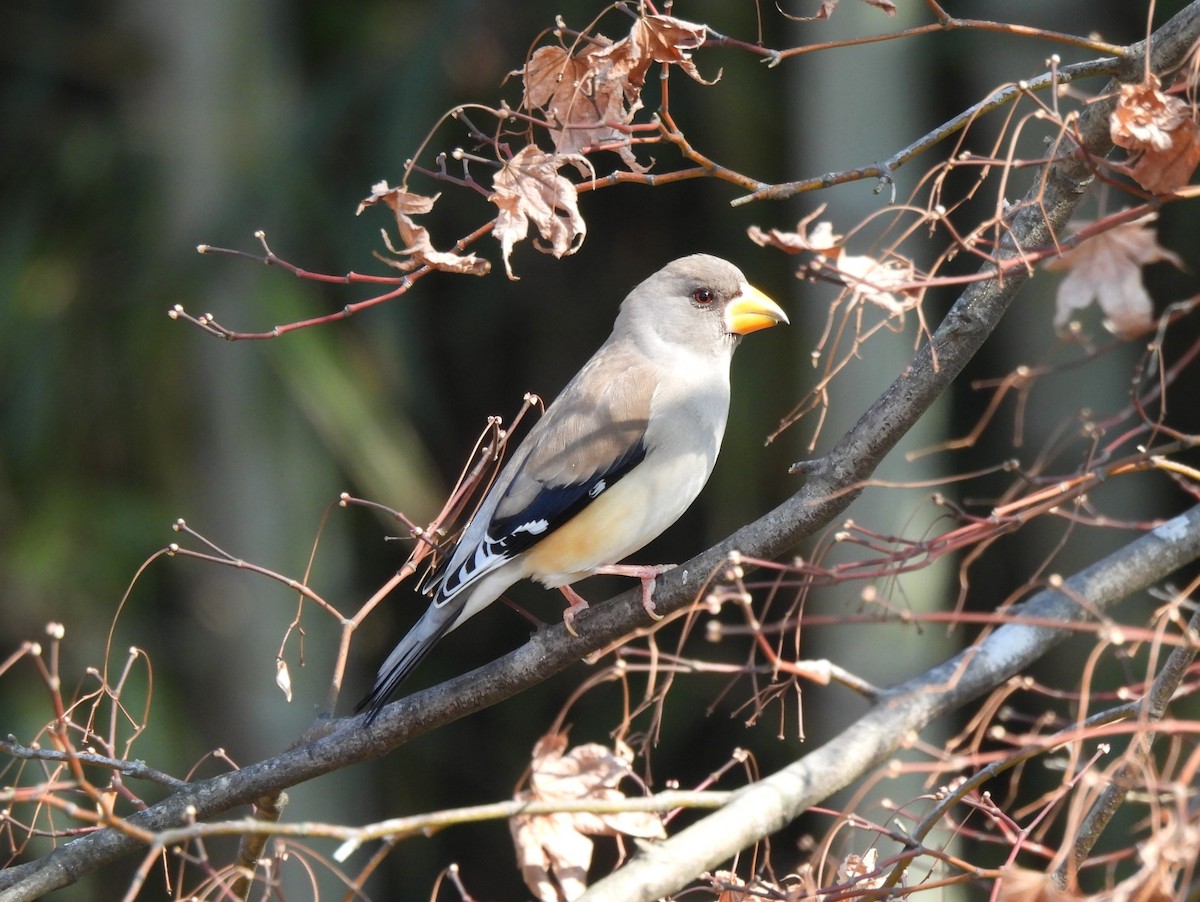 コイカル - ML650116294