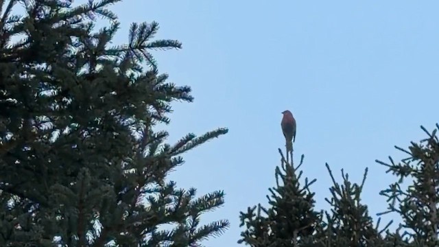 Hakengimpel - ML650116484