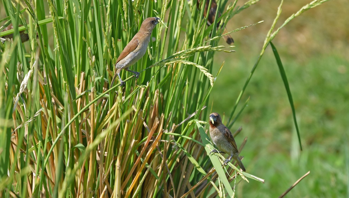 Capuchino Punteado - ML650116538