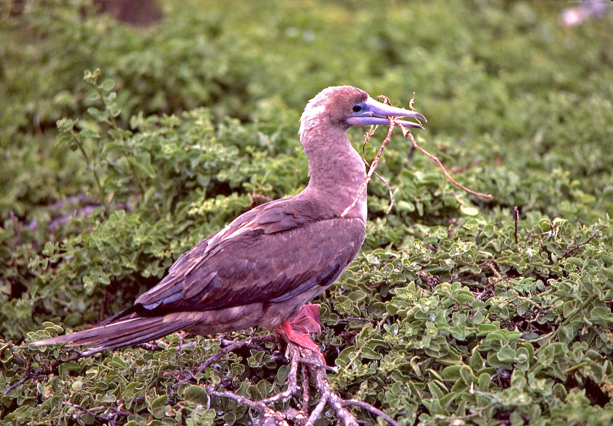 Сула червононога - ML650116952