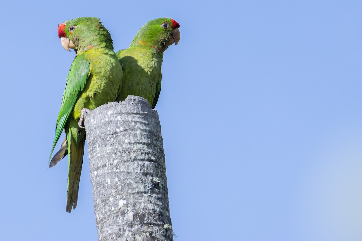 Scarlet-fronted Parakeet - ML650117015