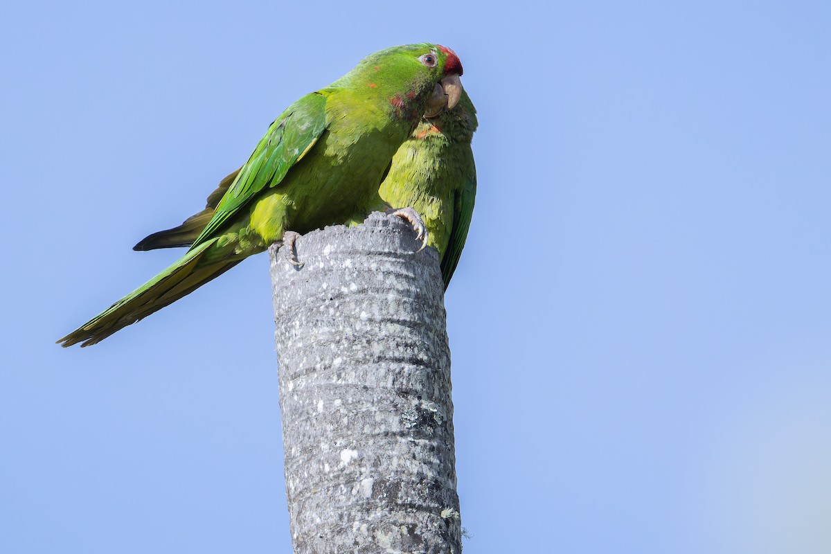 Scarlet-fronted Parakeet - ML650117016