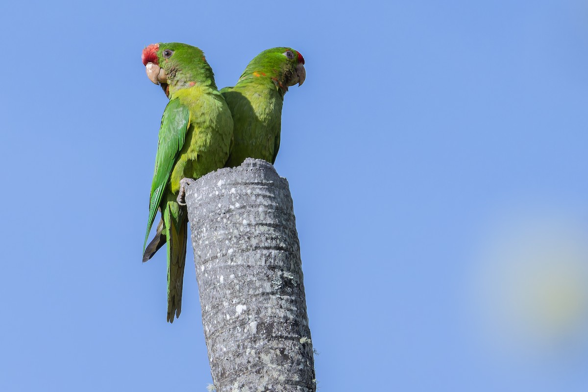 Scarlet-fronted Parakeet - ML650117017