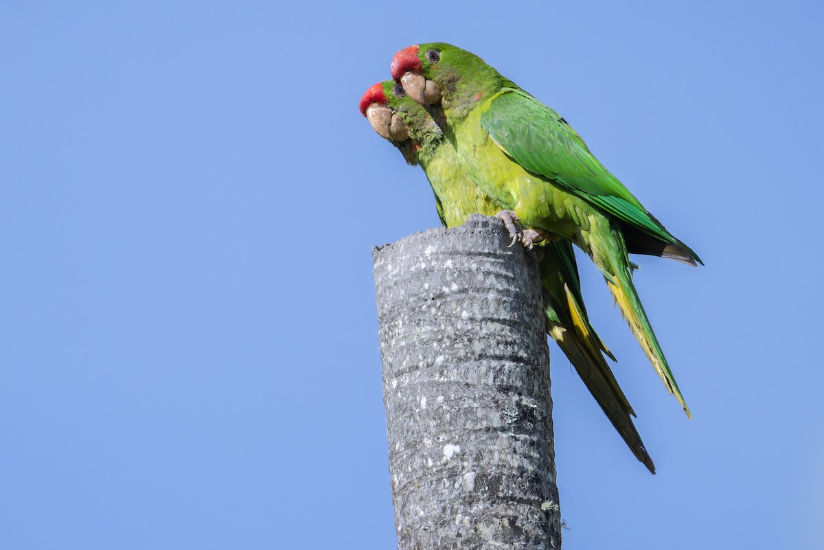 Scarlet-fronted Parakeet - ML650117018