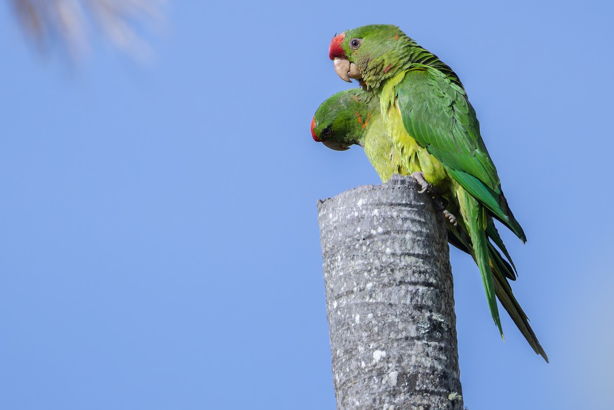 Scarlet-fronted Parakeet - ML650117019
