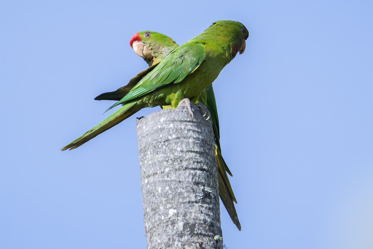 Scarlet-fronted Parakeet - ML650117020