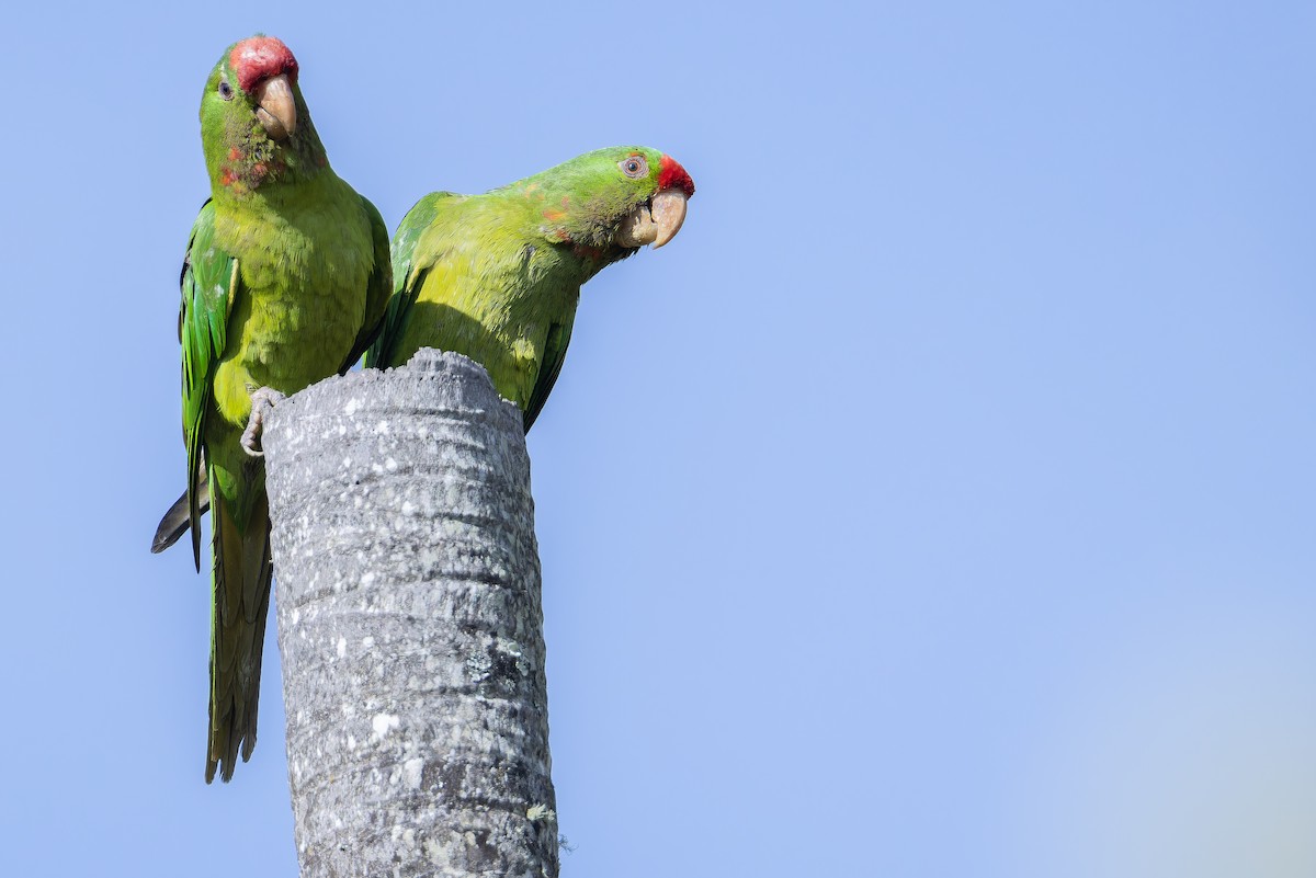 Scarlet-fronted Parakeet - ML650117021