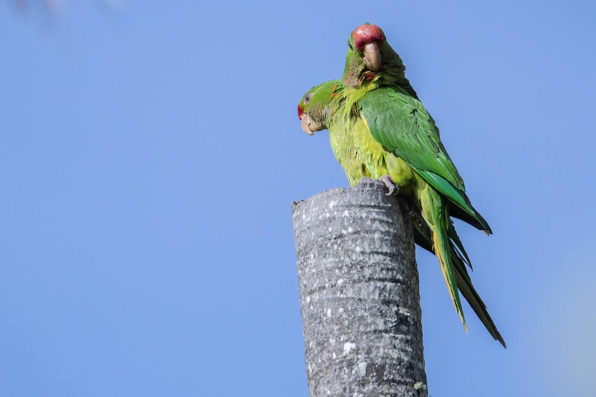 Scarlet-fronted Parakeet - ML650117022