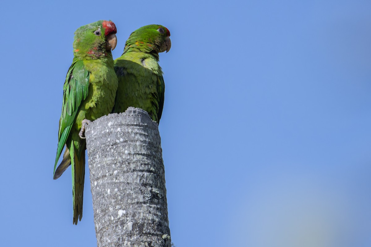 Scarlet-fronted Parakeet - ML650117023