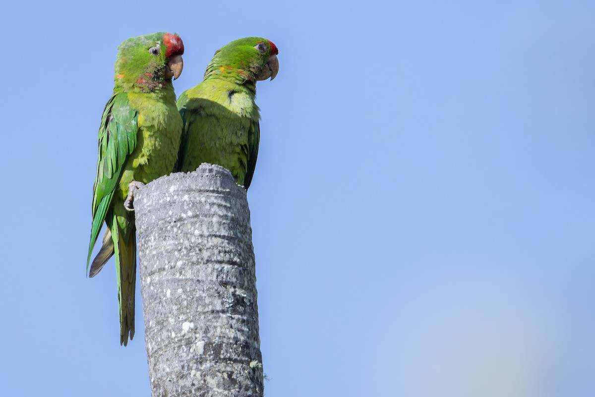 Scarlet-fronted Parakeet - ML650117024