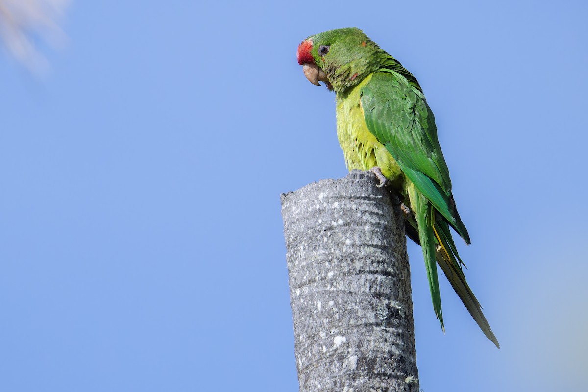 Scarlet-fronted Parakeet - ML650117025