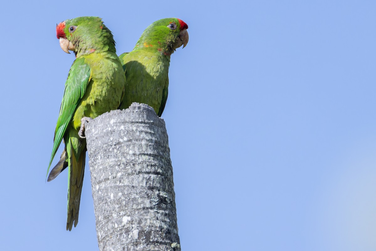 Scarlet-fronted Parakeet - ML650117026