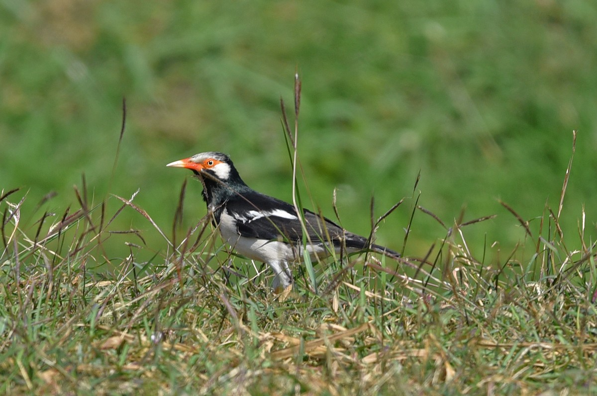 Estornino Pío Siamés - ML650117138