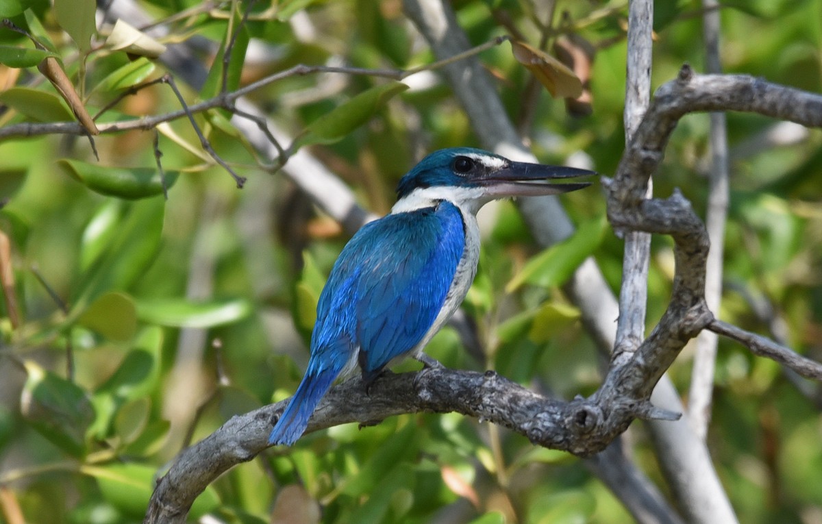 Alción Acollarado - ML650117713