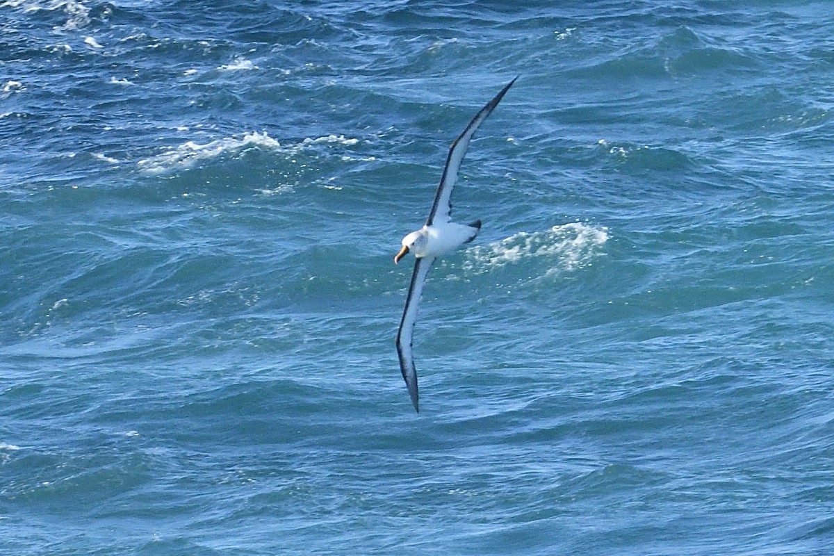Albatros Picofino Atlántico - ML650117775