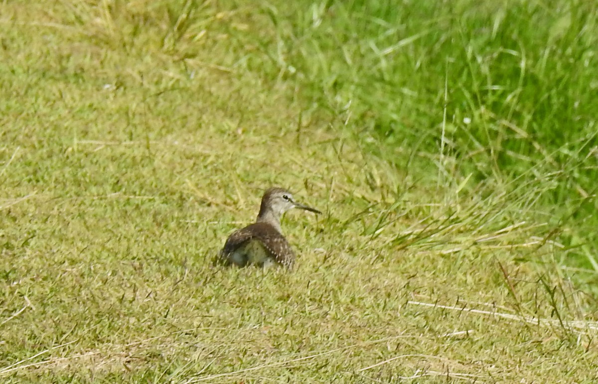 Andarríos Bastardo - ML650118143