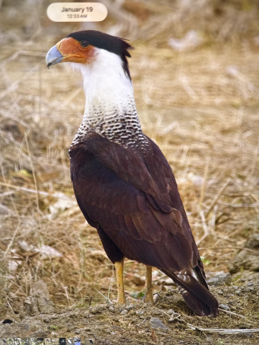 Crested Caracara (Northern) - ML650118195