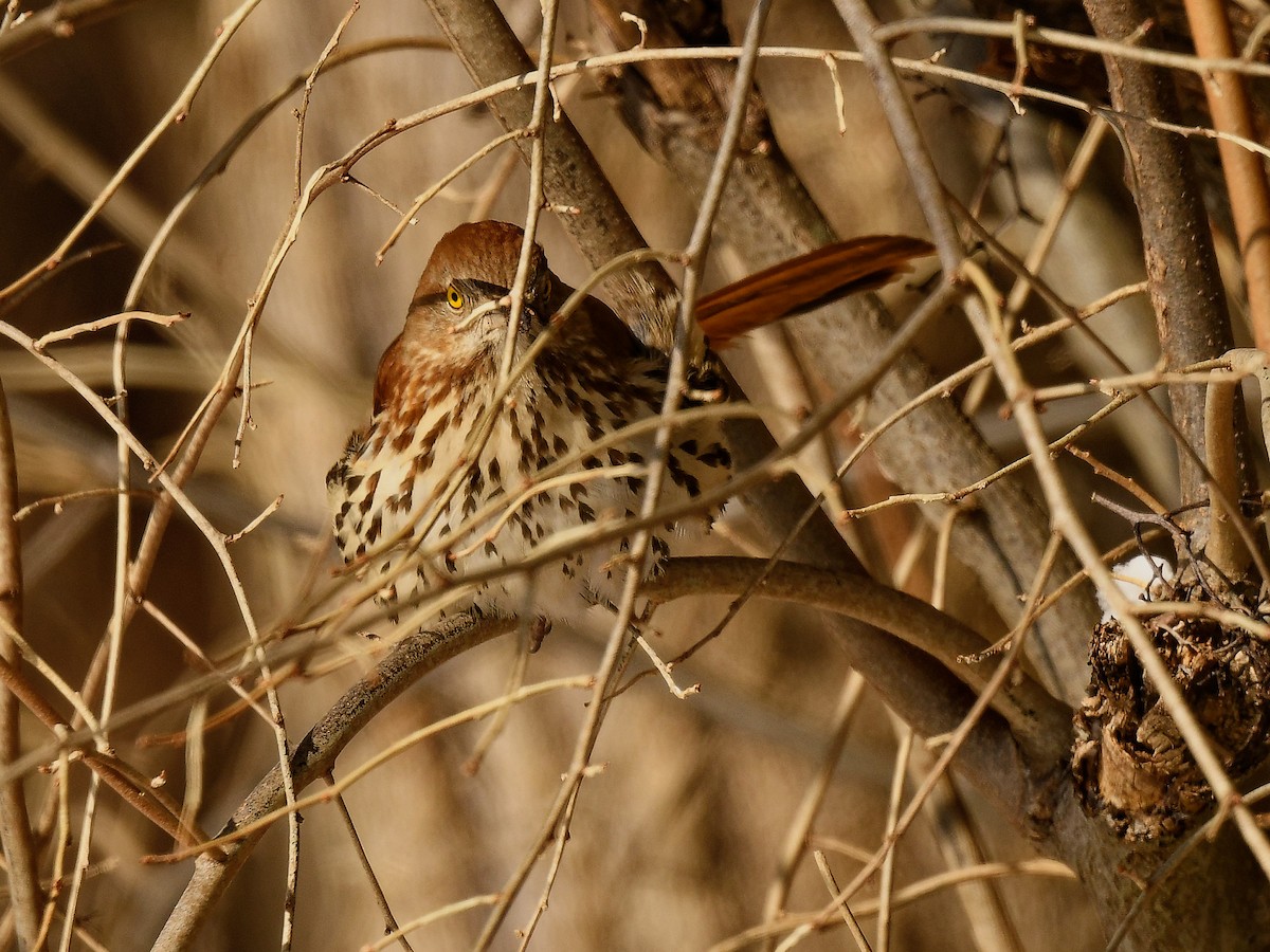 Brown Thrasher - ML650118250
