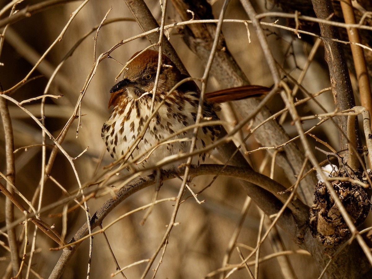 Brown Thrasher - ML650118252