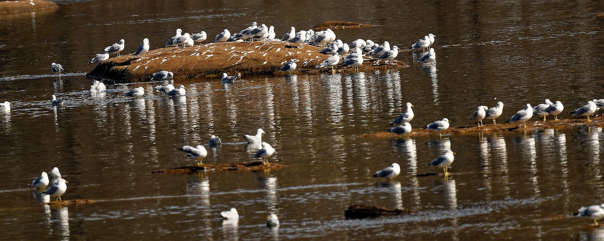Ring-billed Gull - ML650118276