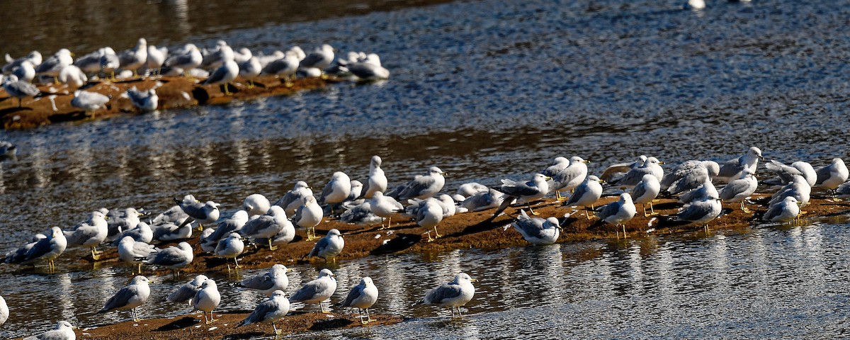 Ring-billed Gull - ML650118277