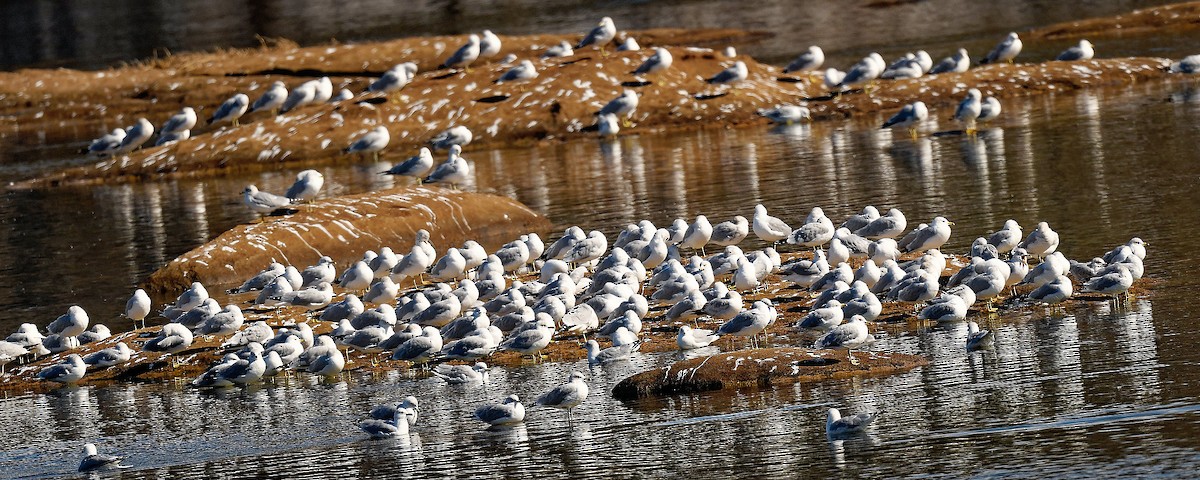 Ring-billed Gull - ML650118278
