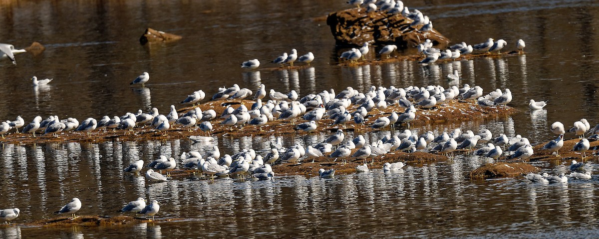 Ring-billed Gull - ML650118279