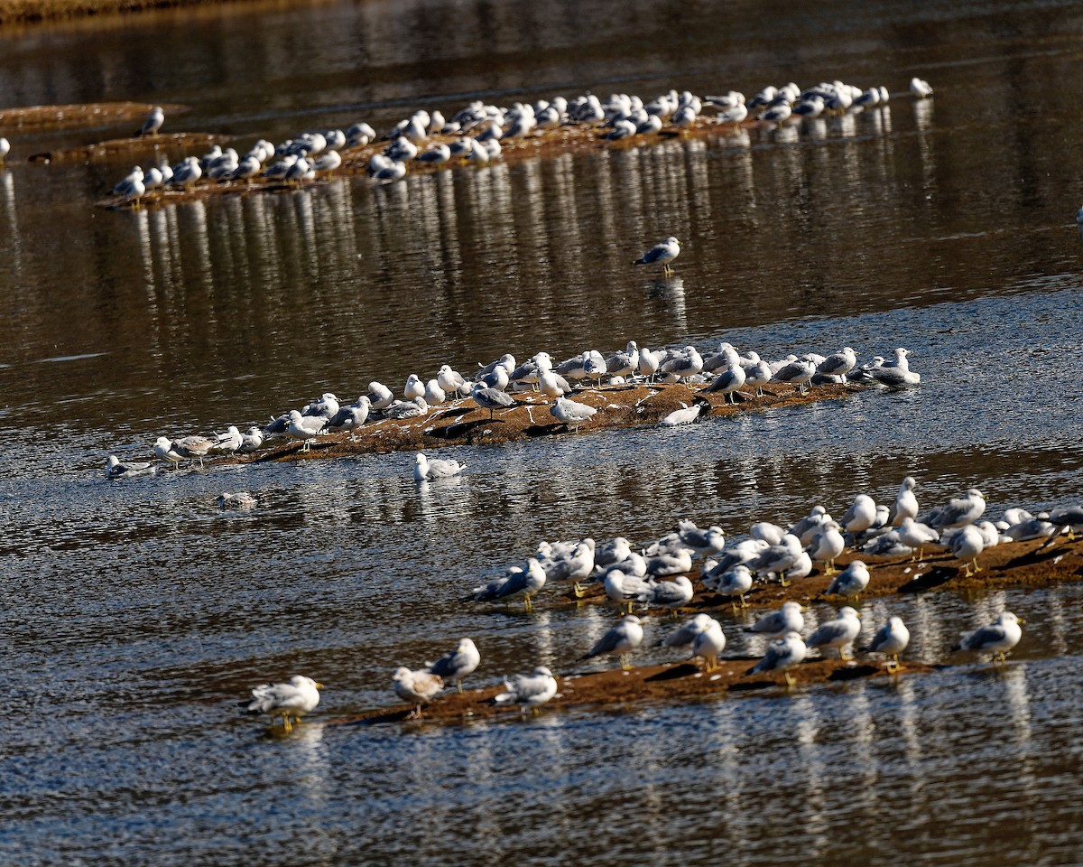 Ring-billed Gull - ML650118280