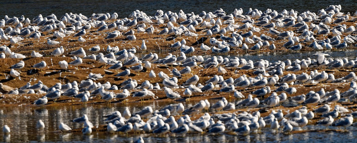 Ring-billed Gull - ML650118314