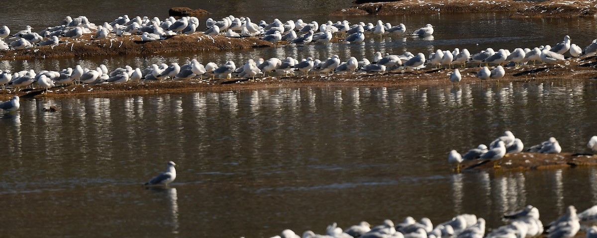 Ring-billed Gull - ML650118315