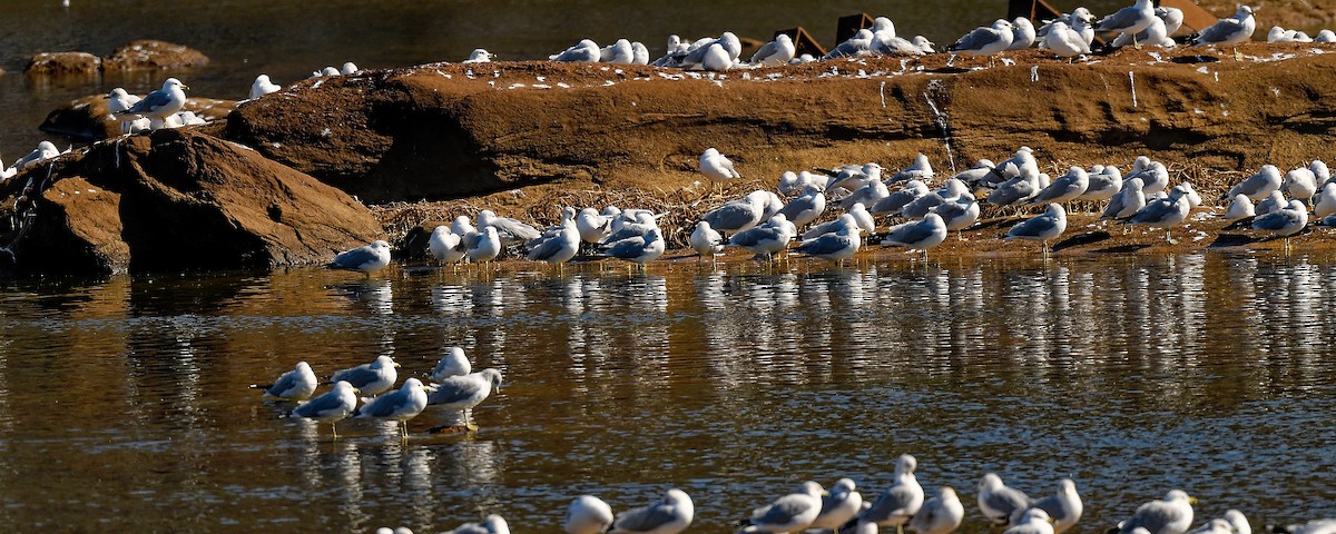 Ring-billed Gull - ML650118316