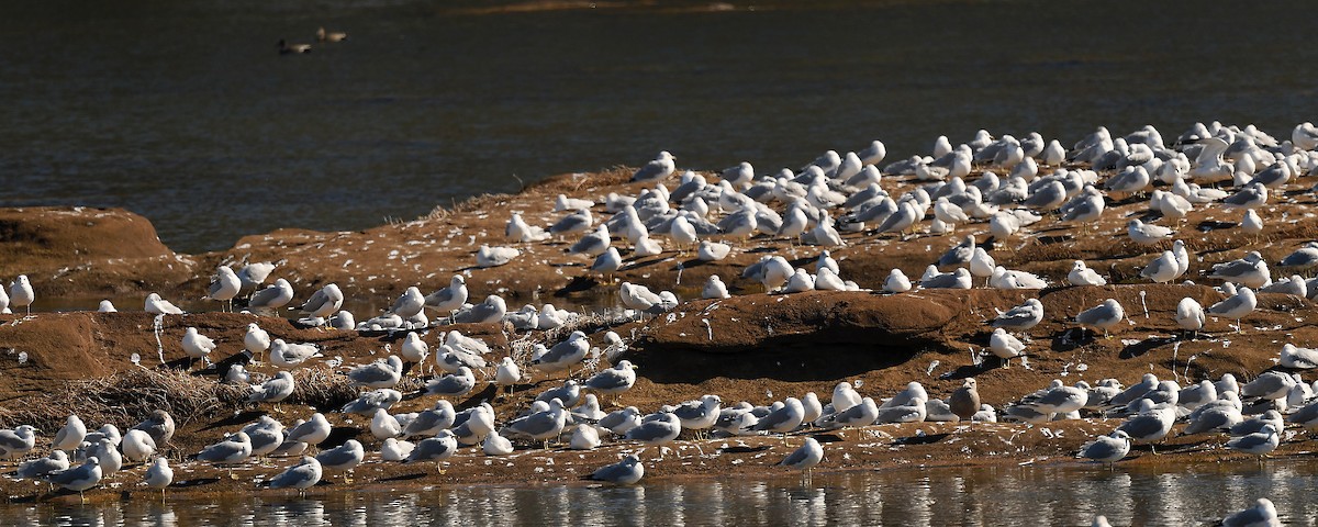 Ring-billed Gull - ML650118317