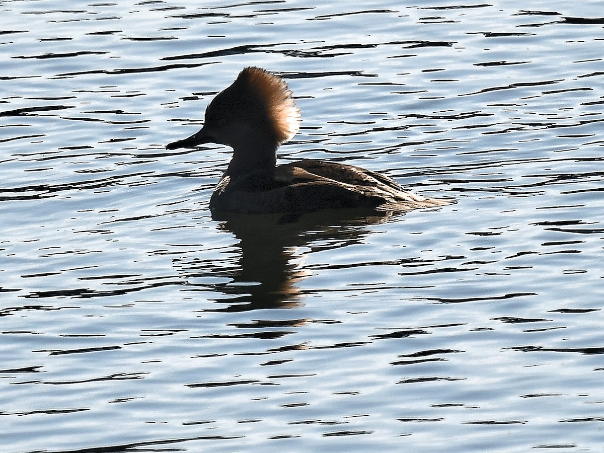 Hooded Merganser - ML650118354