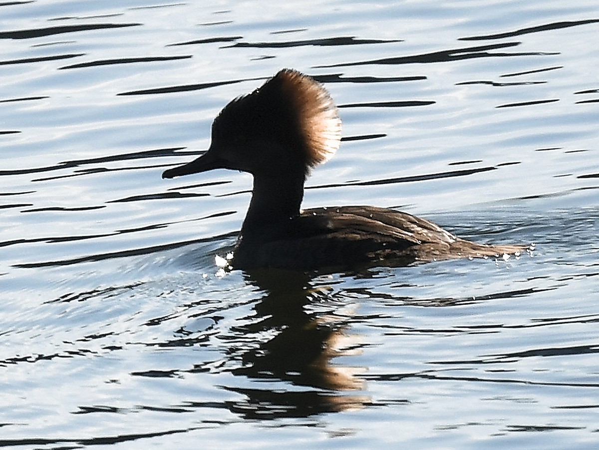 Hooded Merganser - ML650118355