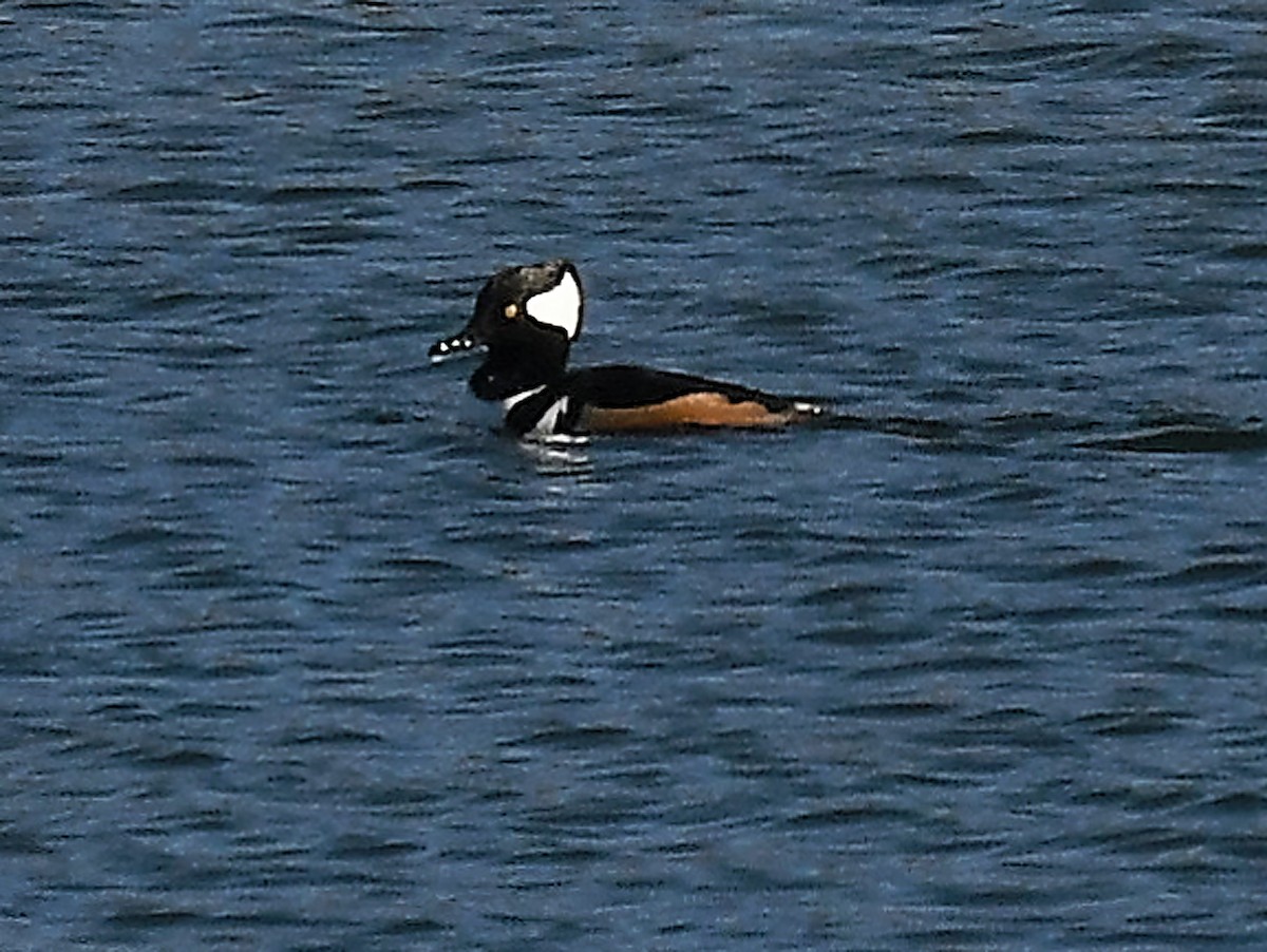 Hooded Merganser - ML650118361