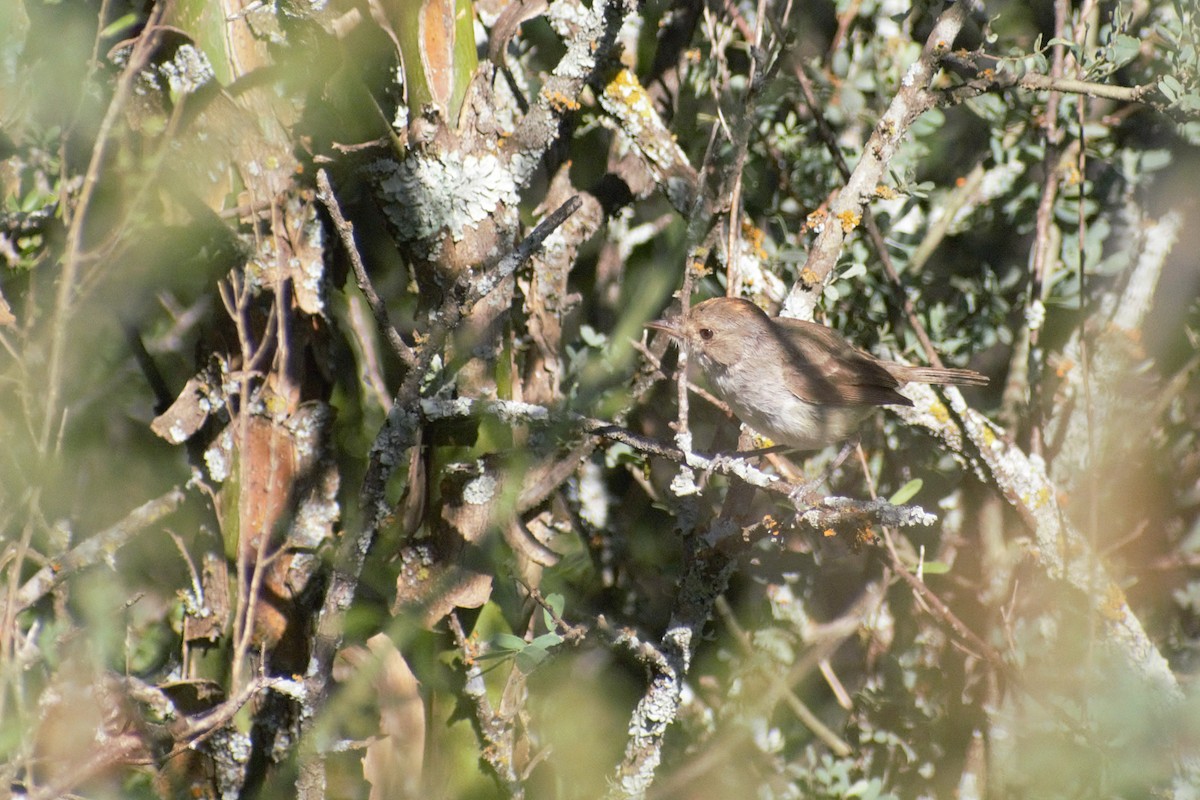 Fulvous-crowned Scrub-Tyrant - ML650118363