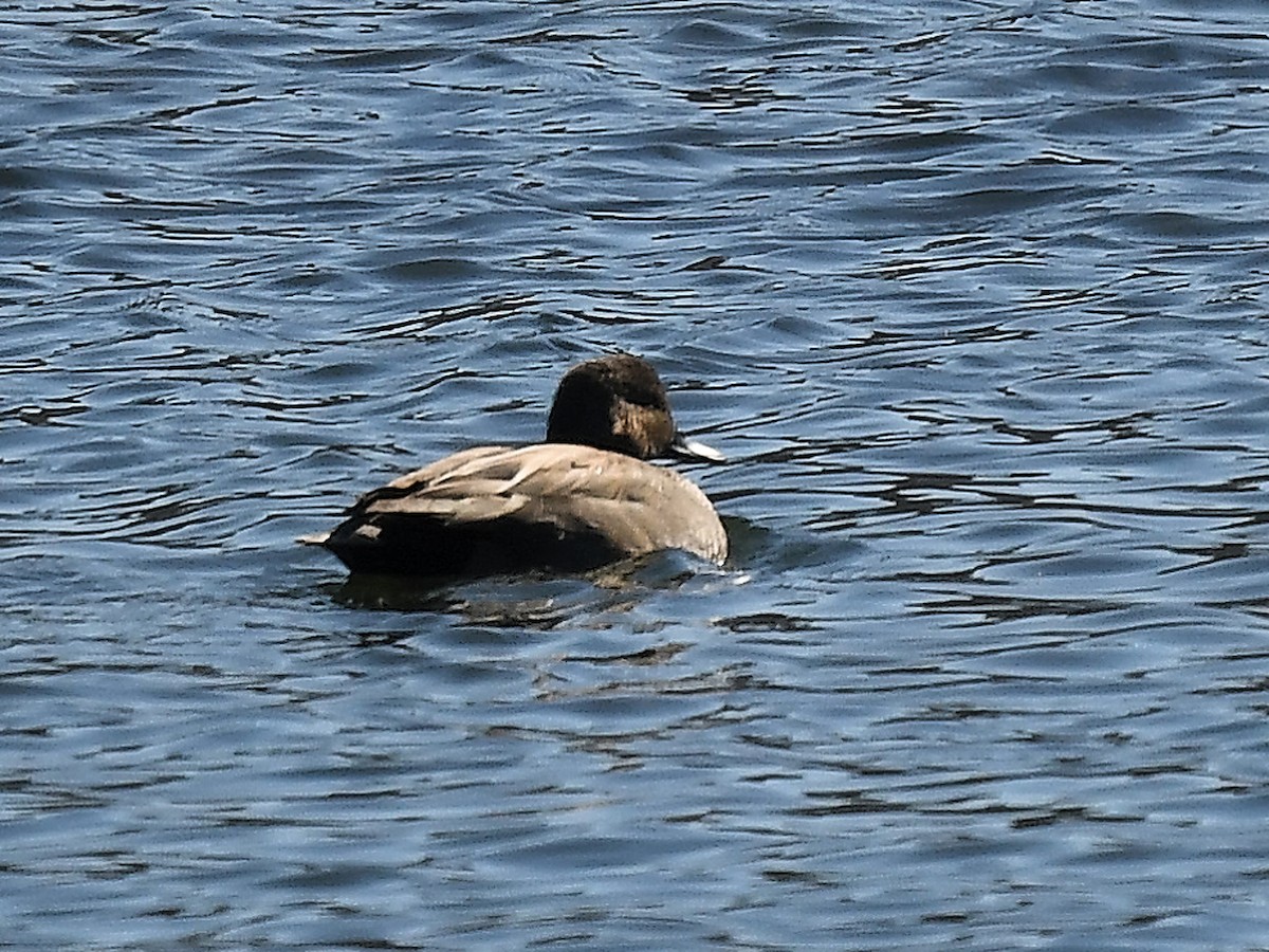 Gadwall - ML650118384