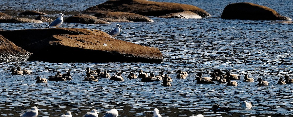 Gadwall - ML650118394